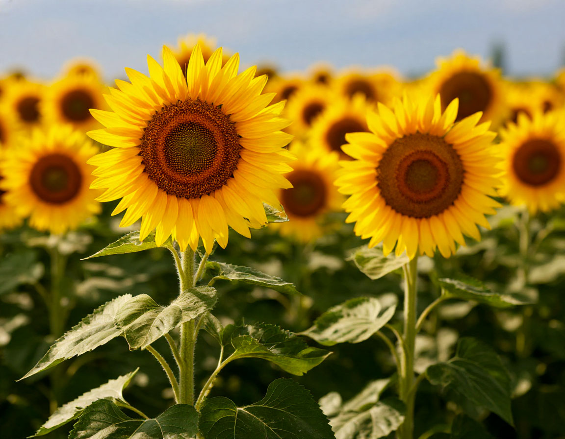 В Вольском районе убрали более половины подсолнечника